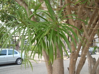 黃花夾竹桃葉1