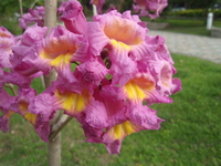 洋紅風鈴木花3