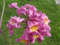 洋紅風鈴木花4