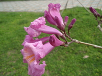洋紅風鈴木花5