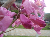 洋紅風鈴木花7