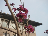 洋紅風鈴木圓錐花序1