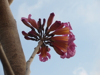 洋紅風鈴木圓錐花序2