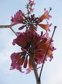 洋紅風鈴木圓錐花序3
