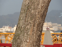 印度紫檀莖1