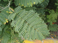 黃蝴蝶葉