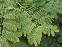 黃蝴蝶葉1
