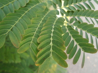黃蝴蝶小葉1