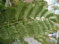 黃蝴蝶葉背