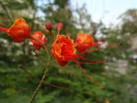 黃蝴蝶花