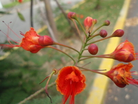 黃蝴蝶總狀花序