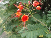 黃蝴蝶花絲凸出