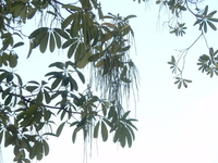 黑板樹果實