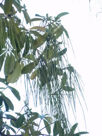 黑板樹蓇葖果細長