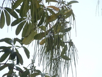 黑板樹蓇葖果