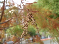 落羽松雄花序