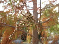 落羽松雄花序2