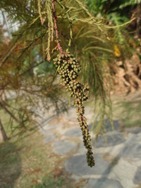 落羽松雄花序3