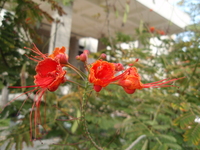 黃蝴蝶花1