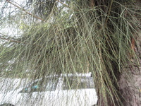 木賊葉木麻黃葉1