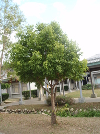 陰香樹型