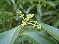 陰香花