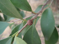 榕樹隱花果