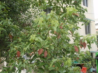 樟樹花