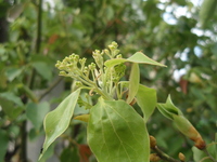 樟樹圓錐花序頂生