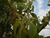 樟樹圓錐花序