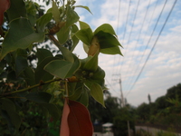 樟樹嫩葉