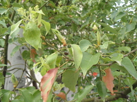樟樹花