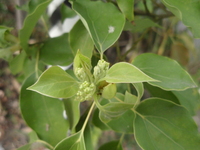 樟樹花1