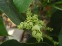 血桐花6
