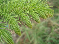 小葉南洋杉芽