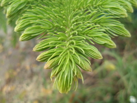 小葉南洋杉芽1