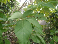 洋紅風鈴木葉2