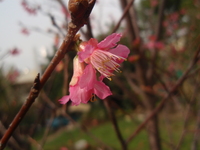山櫻花之花
