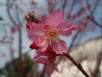 山櫻花之花辦5枚