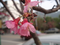 山櫻花之花1