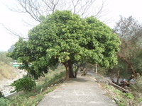 龍眼樹型繁密