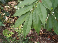 茘枝葉