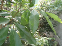 茘枝葉2