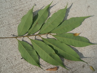 茘枝一回偶數羽狀複葉-背