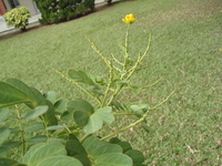 金葉黃槐總狀花序