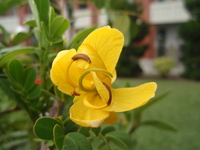 金葉黃槐花