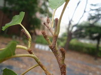 台灣赤楊之雌花序1