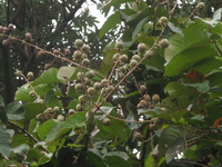 大花紫薇未開裂果實2
