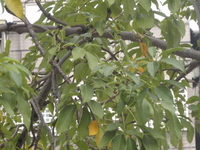 木棉葉