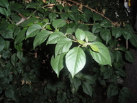 九重葛葉2